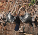 Anhinga.