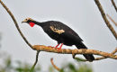 Red-throated Piping-guan.