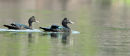 Muscovy Duck.