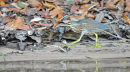 Striated Heron.