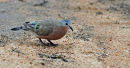 Green-spotted Dove.