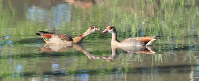 Egyptian Goose.