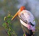 Painted Stork