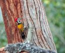 Black-rumped Flameback
