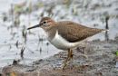 Common Sandpiper