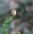 Brown Shrike