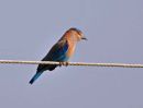 Indian Roller