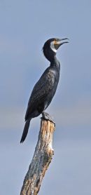 Great Cormorant