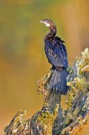Little Cormorant