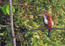 White-throated Kingfisher