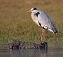 Grey Heron