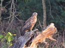 Tawny Eagle