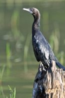 Indian Cormorant