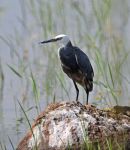 Western Reef Egret