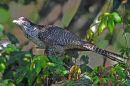 Asian Koel