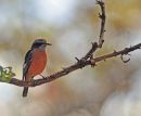 Blue-capped Rock-Thrush