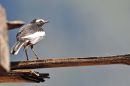 White-browed Wagtail