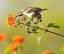 Purple Sunbird