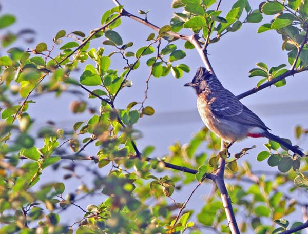 Red-vented Bulbul