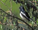 Oriental Magpie Robin