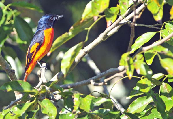 Scarlet Minivet