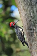 White-bellied Woodpecker