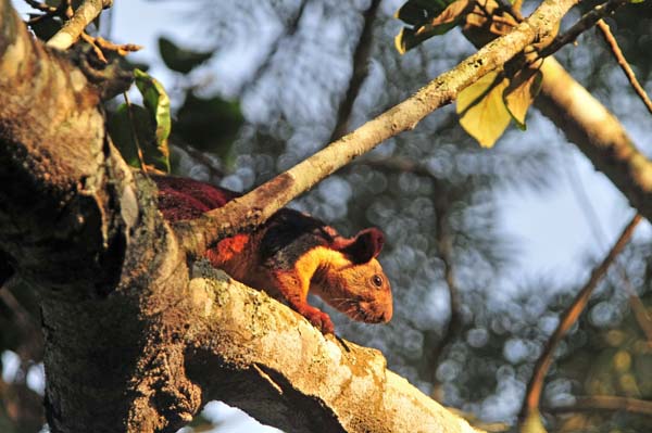 Indian Giant Squirrel