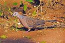Spotted Dove