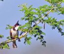 Red-whiskered Bulbul
