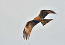Black Kite