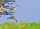 Wood Sandpiper