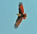 Brahminy Kite