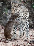 Leopard with Cane Rat