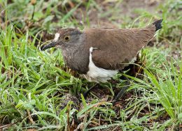 Lesser Blackwinged Plover