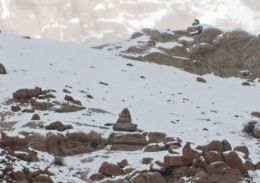Snow Leopards mating
