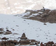 The Final shot at 14100 ft