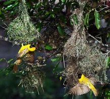 Spottedbacked Weavers