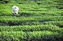 Tea picker in plantation, Taiwan