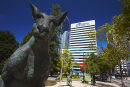 Nosey Kangaroo, Perth