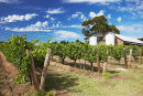 Vineyard, Margaret River