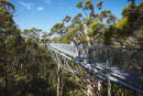 Tree top walk, Walpole