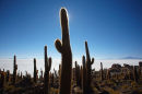 Cacti on Isla de Pescadores in Salar de Uyuni