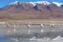 Flamingoes at Adeyonda Lake