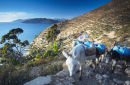 Bolivia