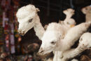 Stuffed baby llamas, La Paz
