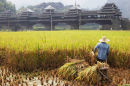 Paddy Worker, Chenyang, Guangxi