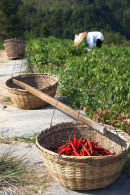 Chilli Picker, Ping An, Guangxi