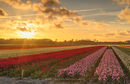Tulip fields at sunset, Lisse, Netherlands