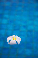Frangipani flower, Bali