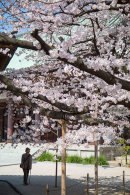 Spring blossom at Tocho-ji Temple, Fukuoka